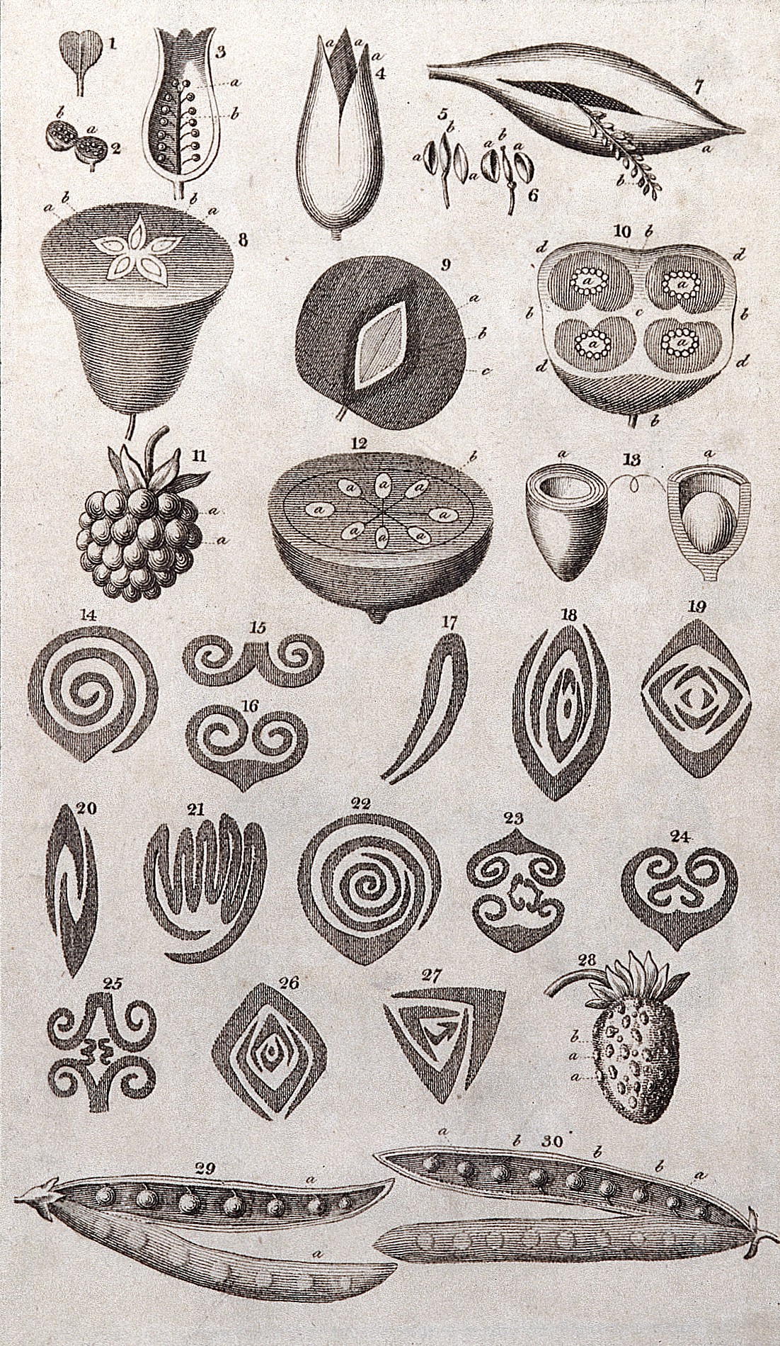The System of Nature