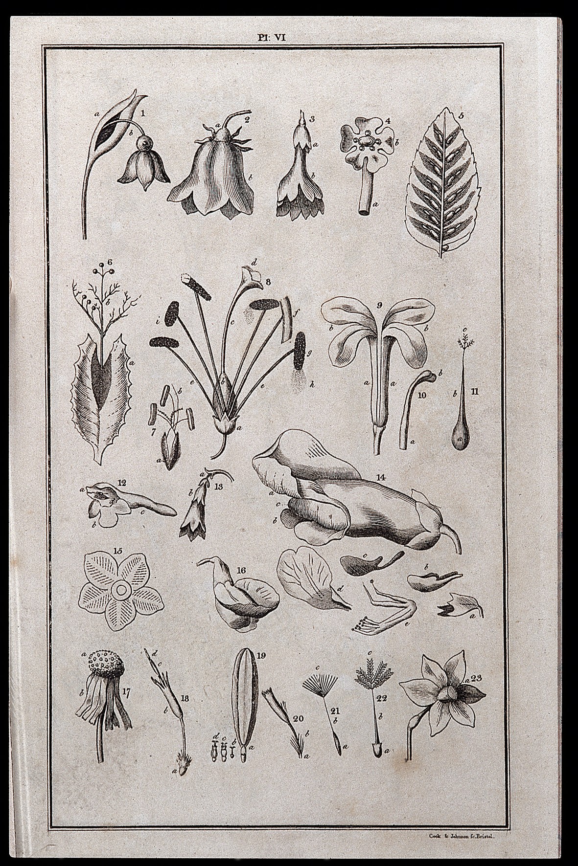 The System of Nature