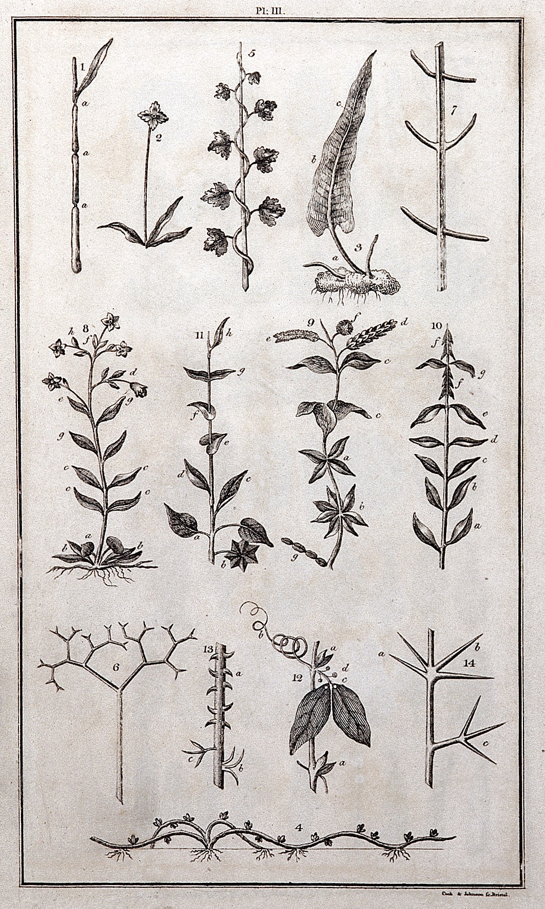The System of Nature