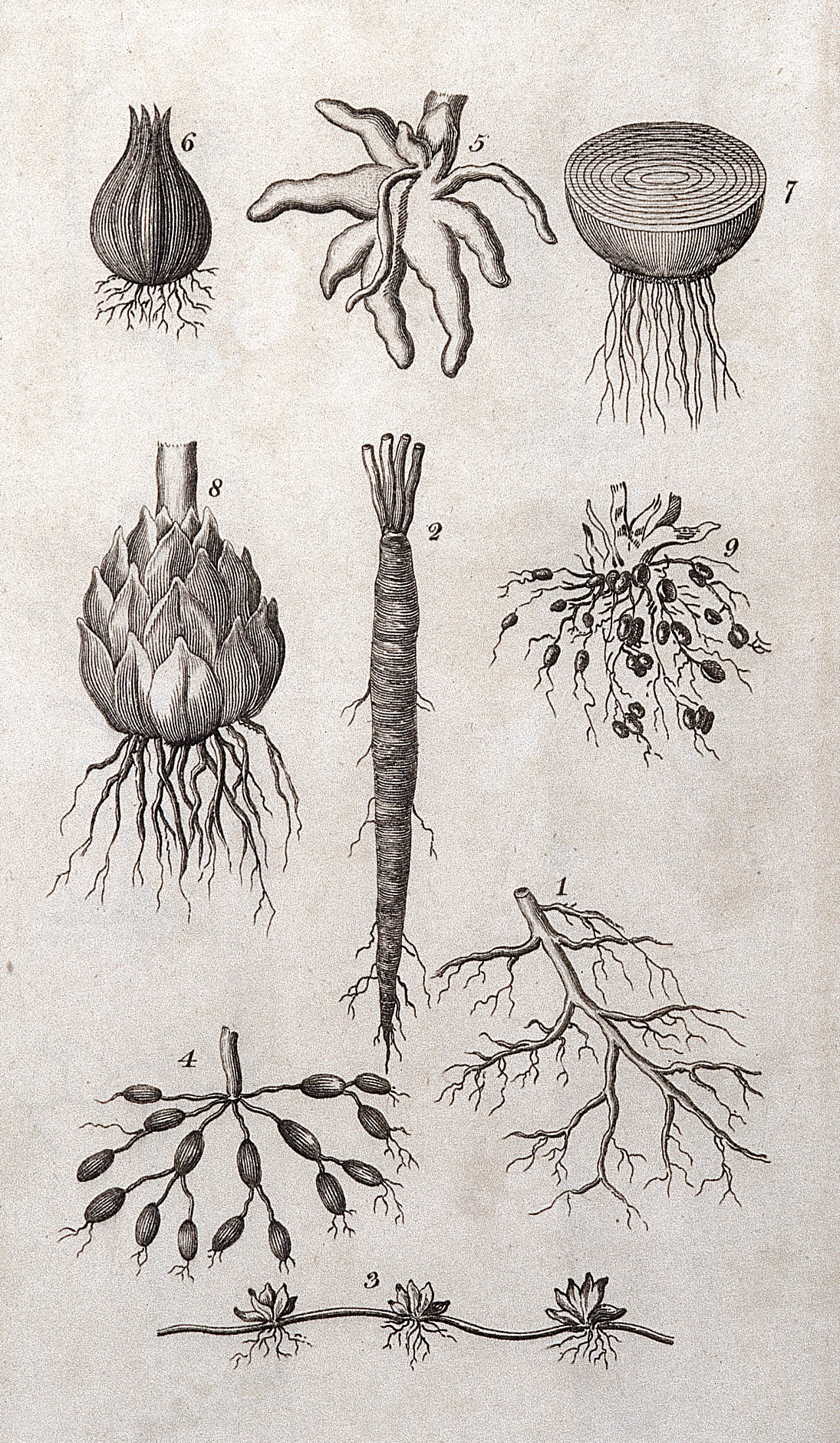 The System of Nature