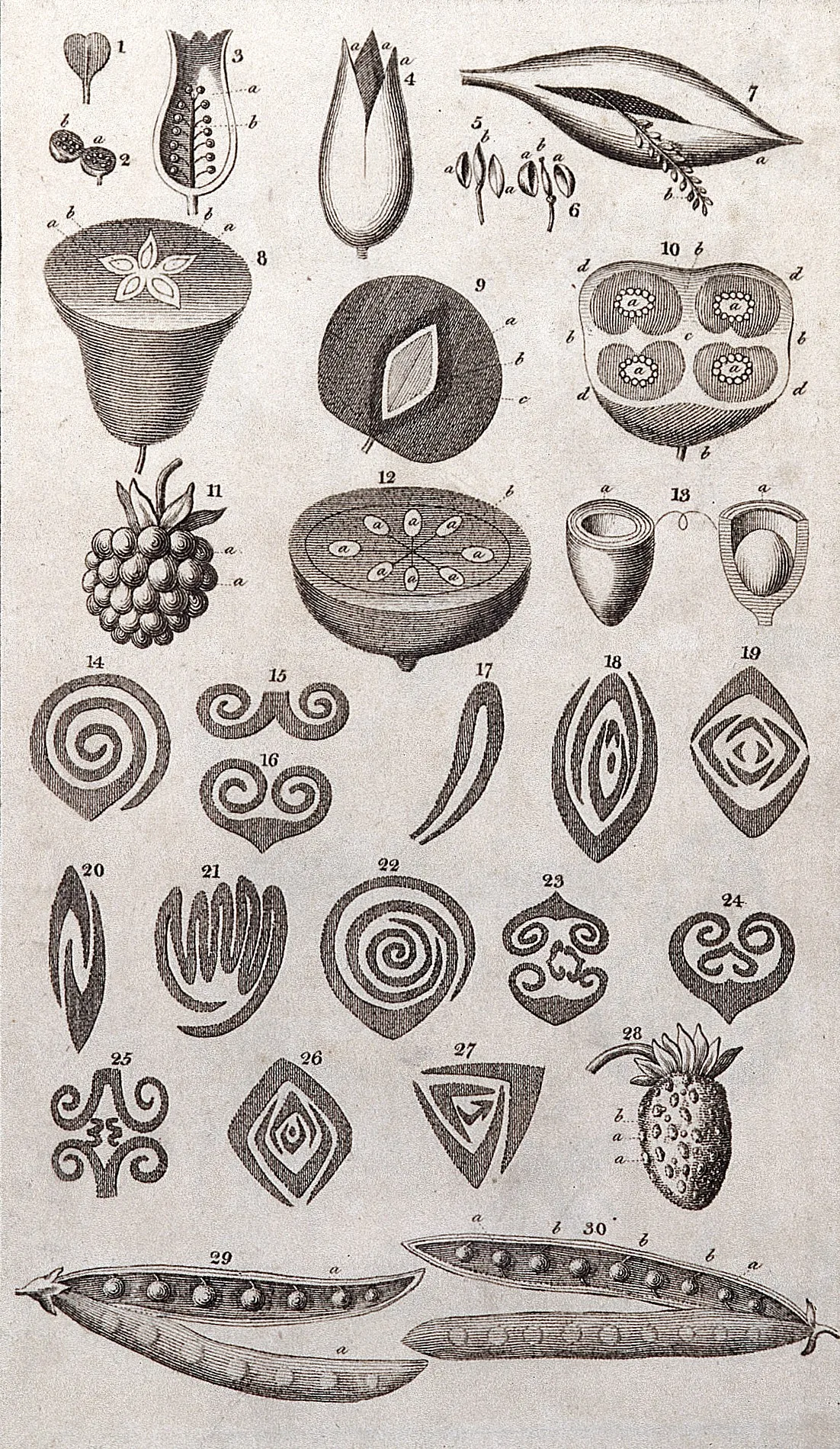 The System of Nature